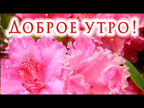 💖ДОБРОЕ УТРО.🌹 С НОВЫМ ДНЁМ.