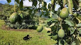 Mexicos avocado producers demand solutions to insecurity amid US export shutdown