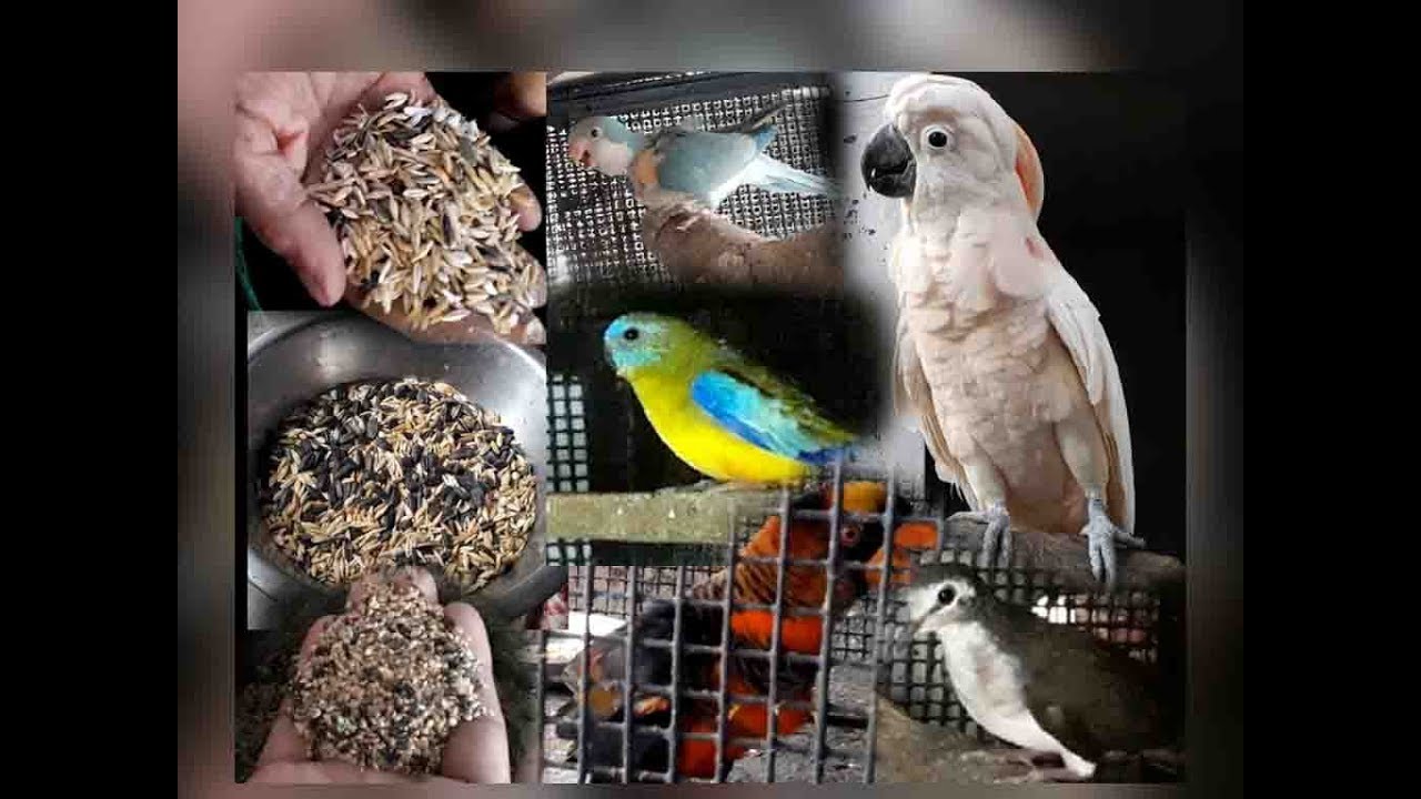 A SPECIAL MEET OF BIRD LOVER SIR SUBRATA CHAKRABORTY'S (PAKHIWALA DAIRY) PART-2  to be contd...