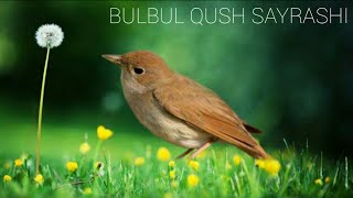 BULBUL SAYRASHI, БУЛБУЛ САЙРАШИ.