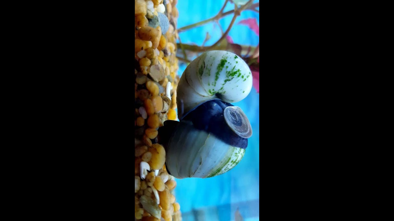 Blue mystery snails breeding