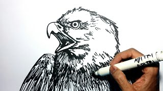 6600 Gambar Burung Elang Untuk Kolase HD Terbaik