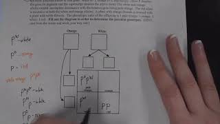 1107L: Mitosis&Genetics Lab: Activity 5: Genetic Problems