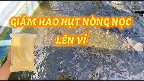 Cách nuôi nòng nọc giảm hao hụt giai đoạn lên vỉ | Cách thay nước cho nòng nọc