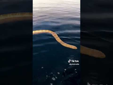 transparent board hits different in deep water...