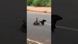 Ducks Cross The Road @CatersClips