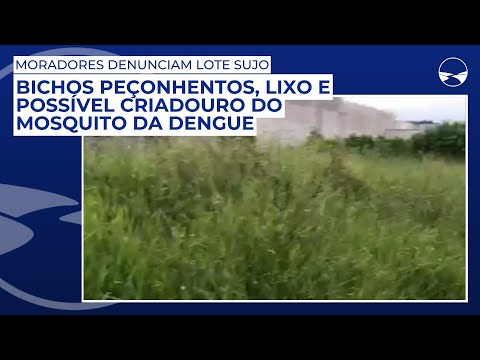 Moradores denunciam lote sujo: Bichos peçonhentos, lixo e possível criadouro do mosquito da Dengue