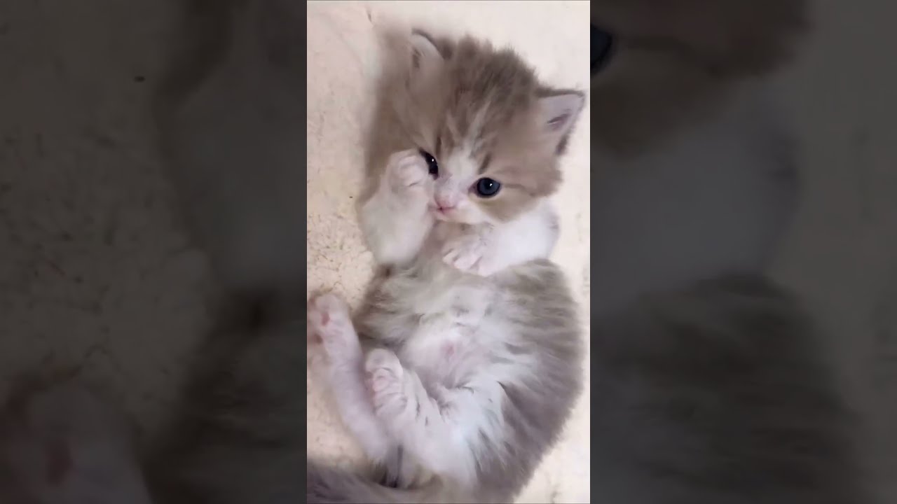 Animal Compilation Episode 97 Shorts Cat Pets Cute
