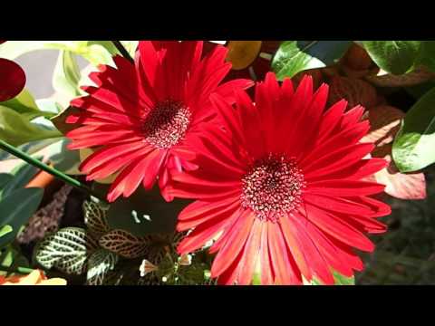 New planter with indoor plants like Gerbera, Crossandra & Catharanth