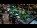Building a Japanese rock garden for Asia in Bloom: The Orchid Show