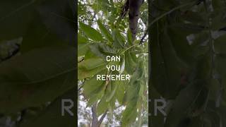 Foxs Fun Memory Game Play Along & Boost Your Memory Skills - Game 34