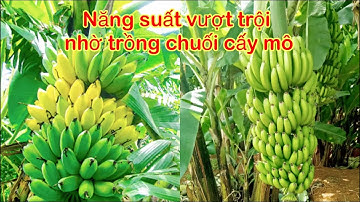 Phân biệt chuối tây thái lan, chuối tiêu hồng, chuối sáp nghệ khi đi mua hàng