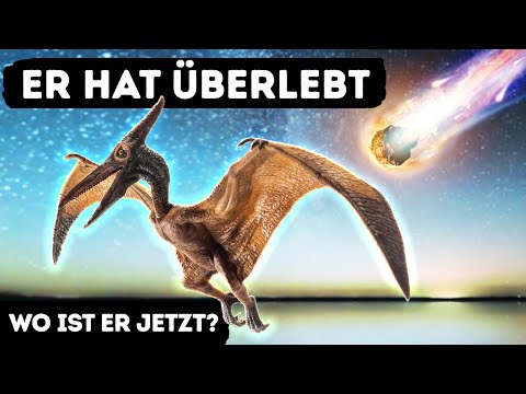 Video: Wurde zur Nachverfolgung verloren?