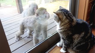 Maru finally got angry at Japanese macaques.