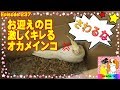 オカメインコの雛 お迎えの日 犬から嫉妬される237Cockatiel