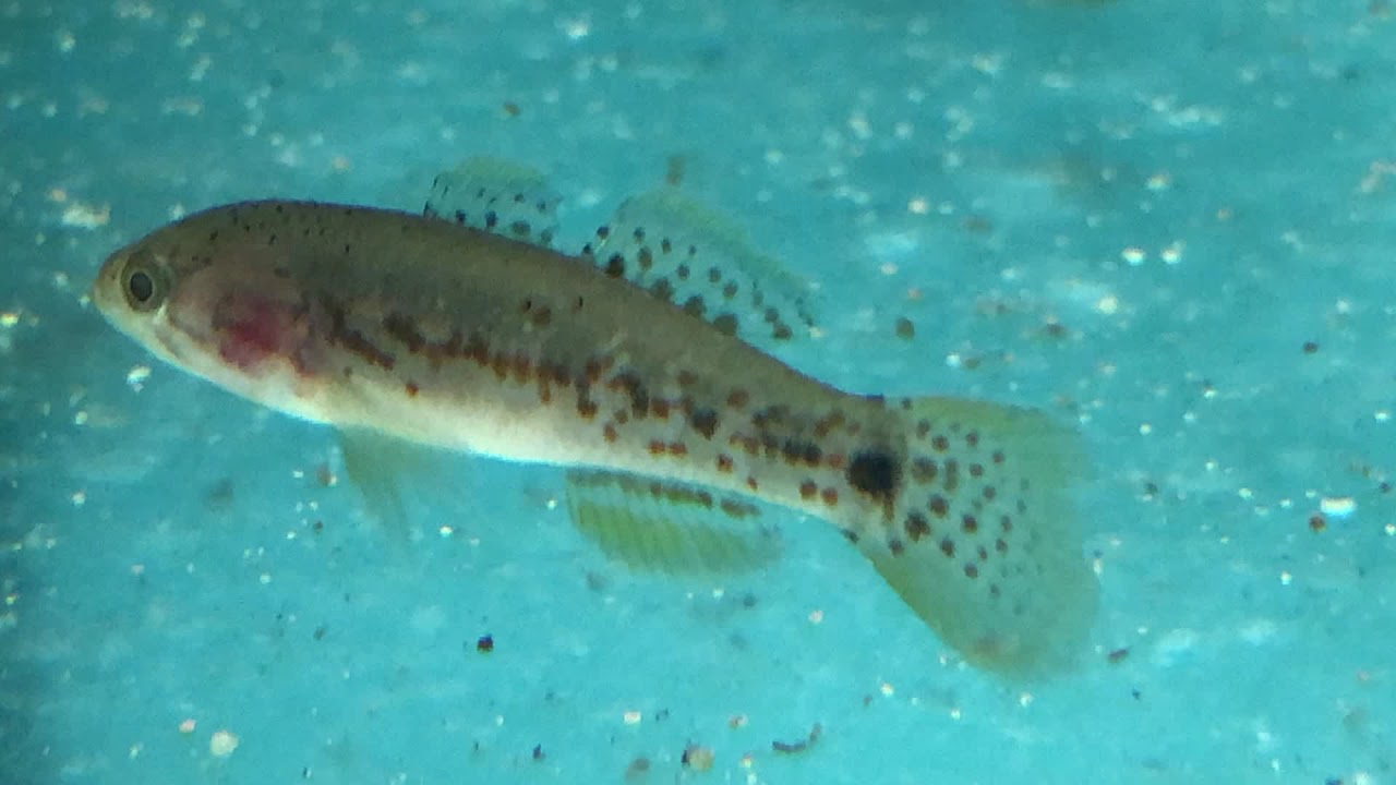 PURPLE SPOTTED GUDGEONS Mogurnda adspersa