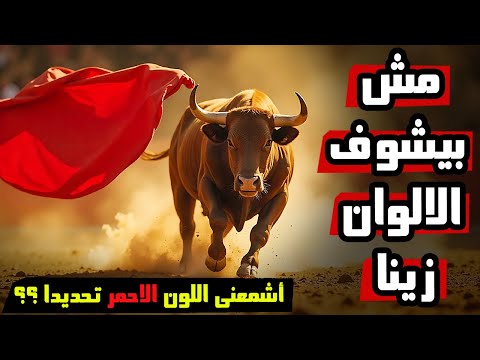 هل يكره الثور اللون الأحمر فعل ا