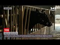Новини тижня: британські винахідники зробили маску для корів