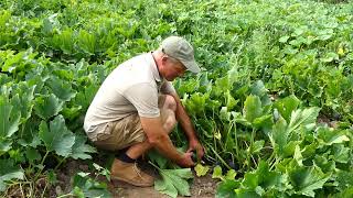 Kensons Farm - Organic Gem squash