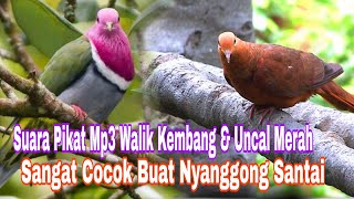 Suara Pikat Mp3 Perpaduan Walik Kembang \u0026 Uncal merah || Sangat Cocok Buat Nyanggong