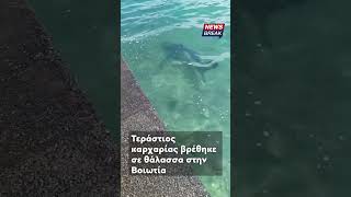 🦈 Ένα απρόσμενο θέαμα στη Βοιωτία...