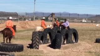 Arizona wild horse inmate program