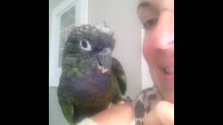 Max The Maximillian Pionus Talking