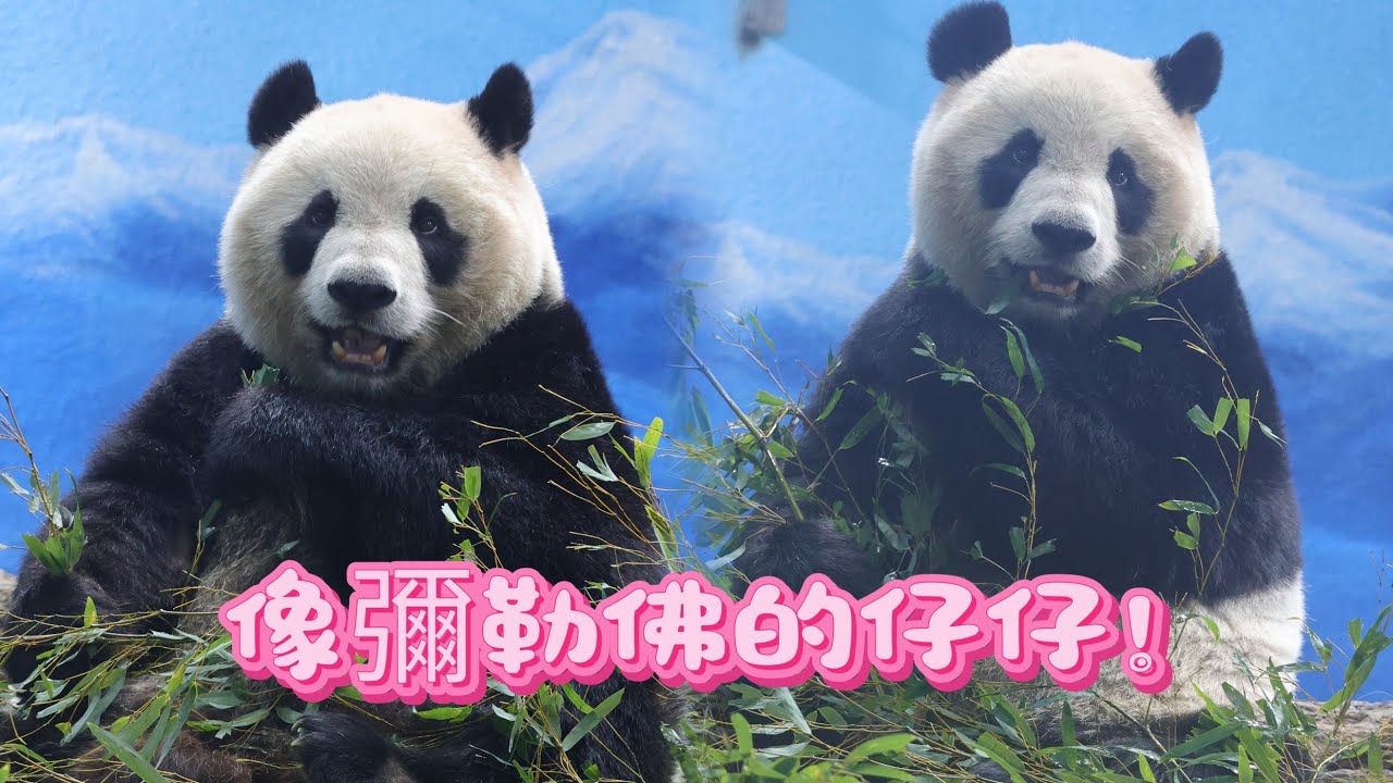 圓仔公主萌噠噠的一天20260305