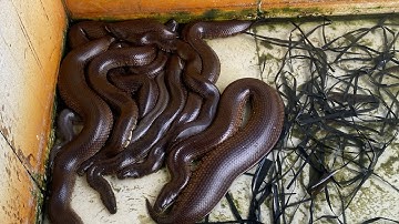 Rắn RiVoi Vào Mùa Sinh sản #0919748192