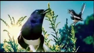 OCEHAN KACER DI PAGI HARI PART 41