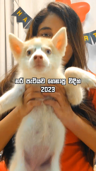 නරි පැටියා දැන් ඉන්න විදිහ 😮🔥 #siberianhusky #husky #huskypuppy #huskylife #dogshorts