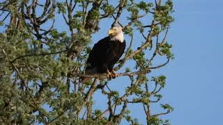 Bald eagle #eagle by I Love to Explore Oregon 22 views 2 weeks ago 41 seconds