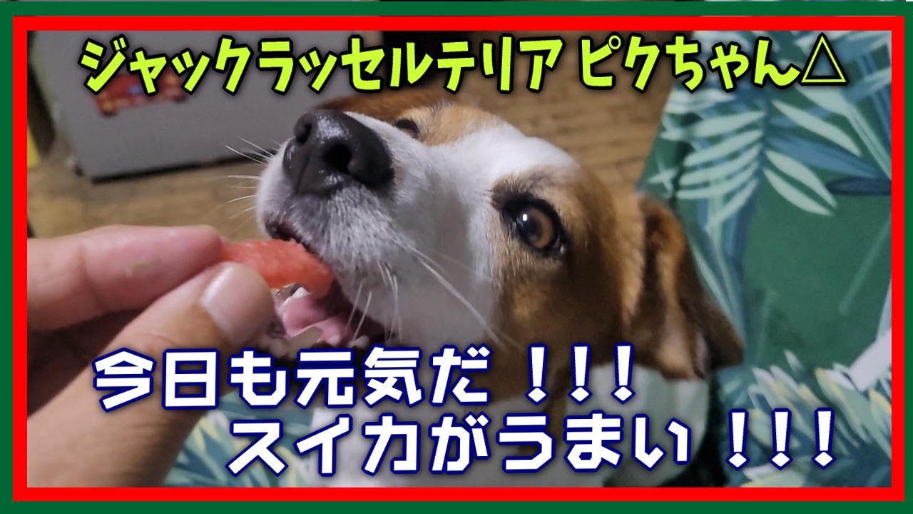 22夏 今日も元気だ スイカ がうまい ジャックラッセルテリア Youtube