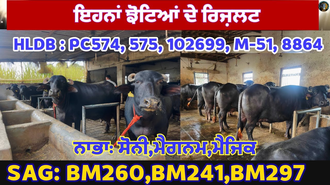 ਸਰਕਾਰੀ ਤੇ ਪ੍ਰਾਈਵੇਟ ਝੋਟਿਆਂ ਦੀਆਂ ਝੋਟੀਆਂ||ਗਰਮੀਆਂ ਦਾ ਬਰਸੀਮ|| ਵਿਗਿਆਨਿਕ ਪਸ਼ੂਪਾਲਨ||Automatic Water System||