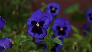 Dollar Stock Video | Purple Flower in a Garden | 29.97fps HD 1080p