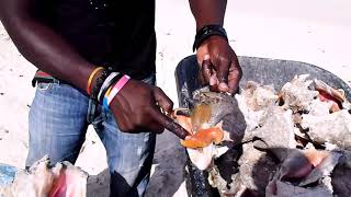 Conch Aphrodisiac in Turks & Caicos | Adventures Sailing Plus Ltd.
