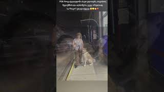 ჩემი აკიტა ინუ/My funny Akita Inu #collage #funnydogs #funnyanimals #funnyvideos #funnyshorts #akita