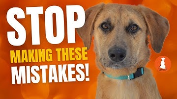 New Rescue Dog? AVOID These 5 Critical Errors!