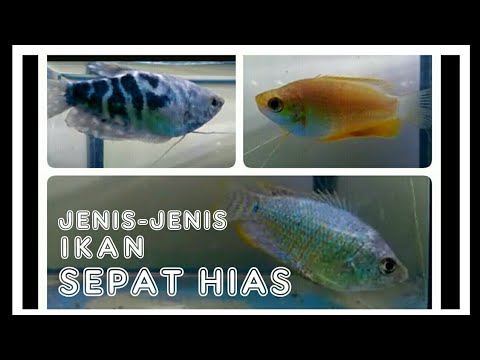 JENIS - JENIS IKAN SEPAT HIAS - YouTube