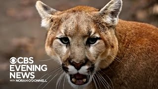 1 killed, 1 injured in California mountain lion attack