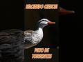 #patotorrentes #ciencia #naturaleza