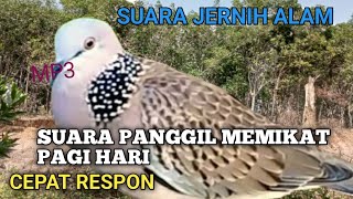 SUARA TEKUKUR GACOR SEMUA CEPAT RESPON MP3