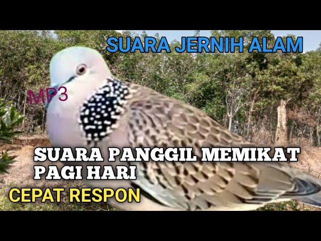 SUARA TEKUKUR GACOR SEMUA CEPAT RESPON MP3 class=