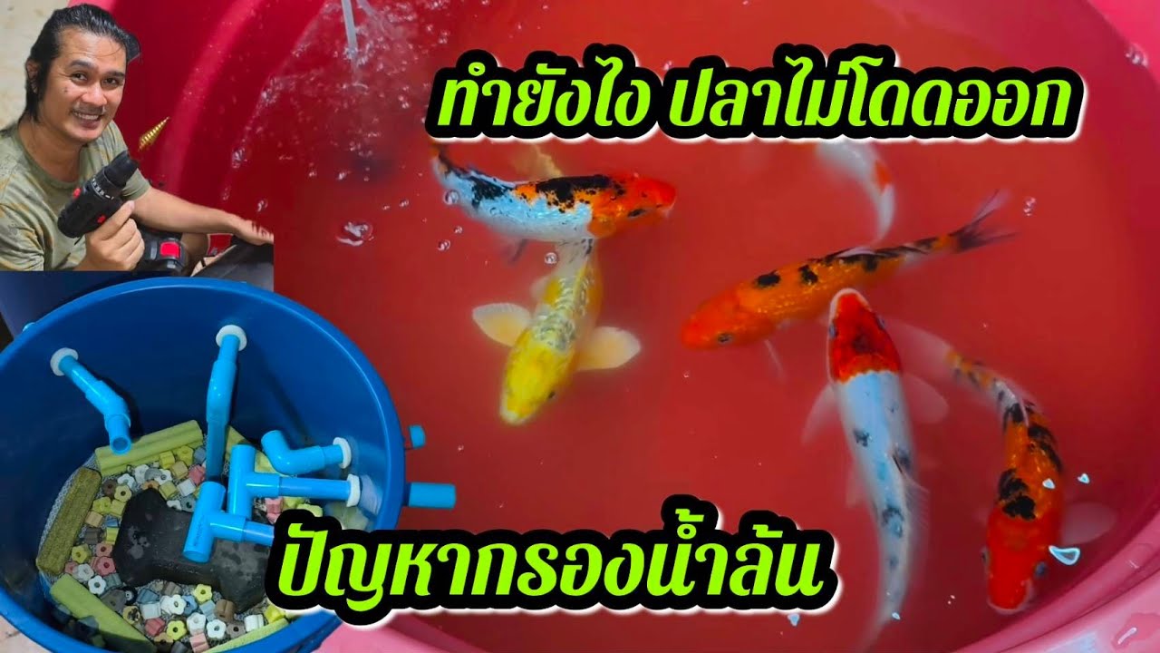 ปัญหากรองน้ำล้น ปลาชอบโดดออกจากบ่อ #บ้านสวนวาสนาดี 