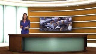 Prueba desde Wirecast rtmp directo a youtube