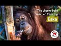 The cheeky orangutan eska   four paws australia