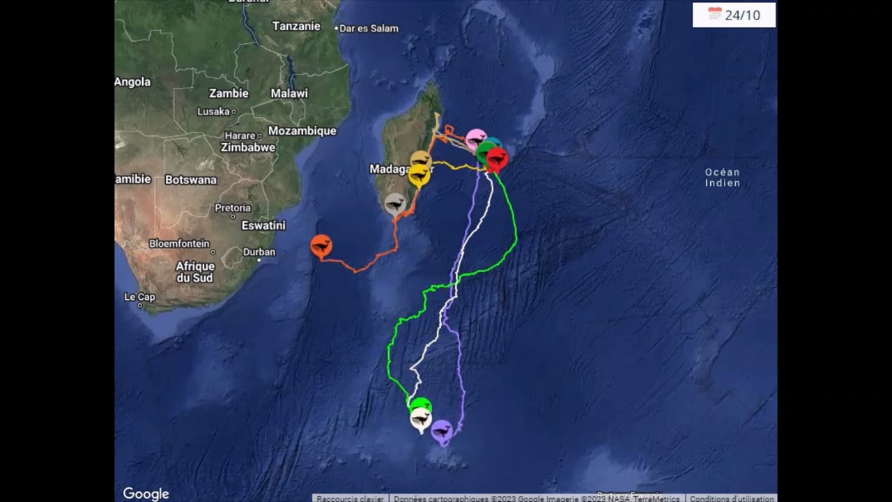 Suivi satellitaire des baleines à bosse de La Réunion jusqu'en Antarctique (Programme MIROMEN II)