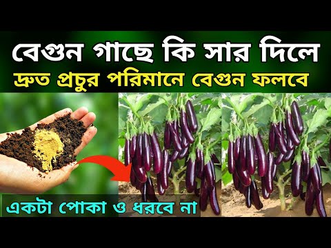 ভিডিও: বেগুন: রোগ এবং সবচেয়ে সাধারণ কীটপতঙ্গ