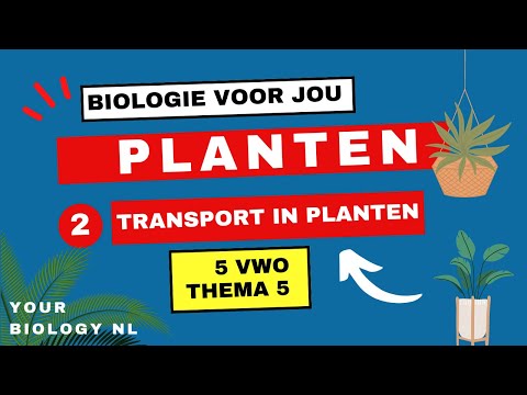 Video: Wat is drie dinge wat verskil tussen plant- en dierselle?