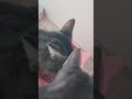 Me trying to feed the cat in the evening short.Terrell Julien